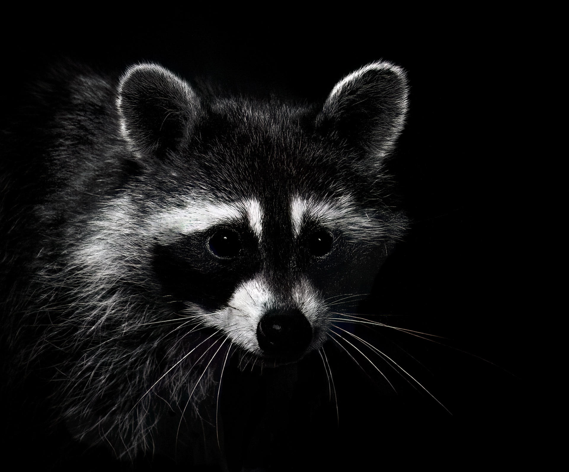 The Night Thief