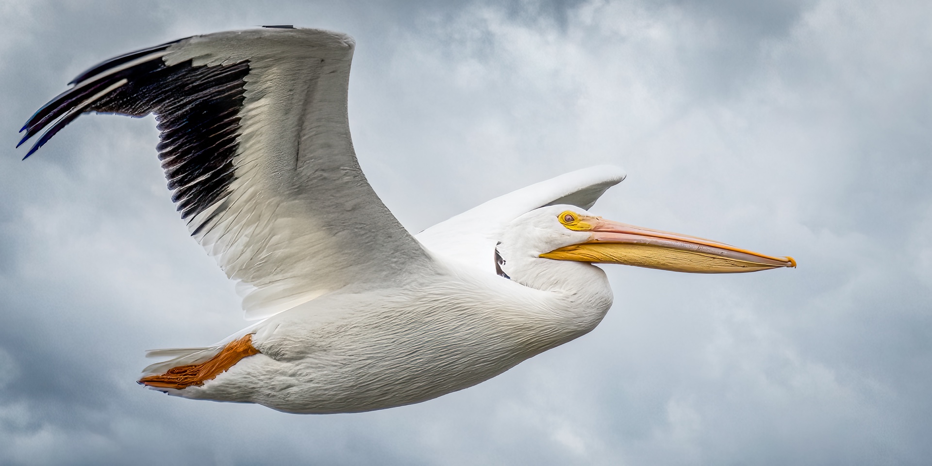 Driessche=White Pelican