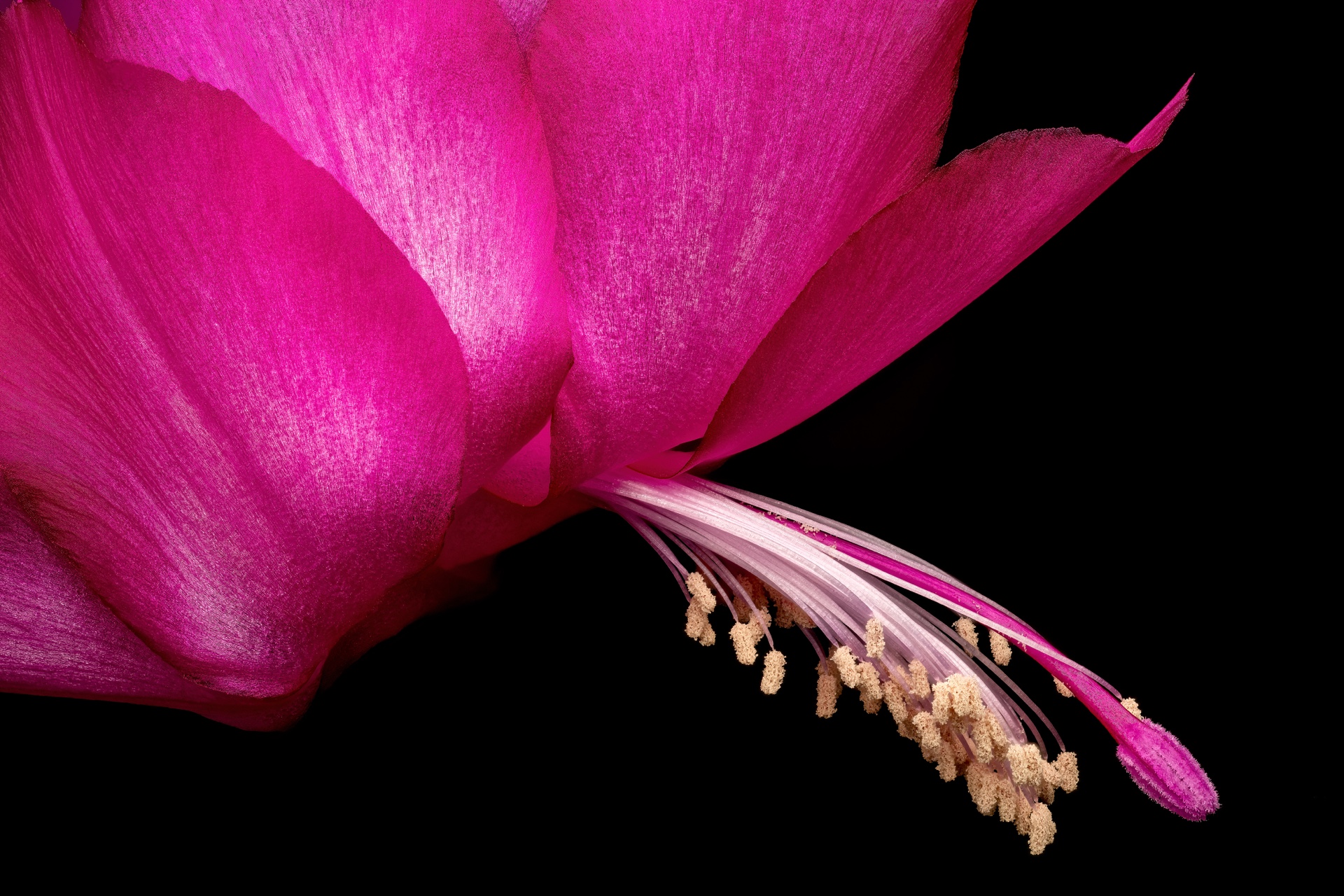 Christmas Cactus