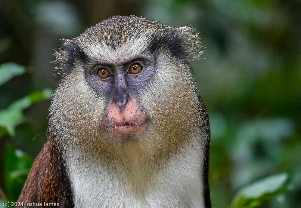 Monkey Business