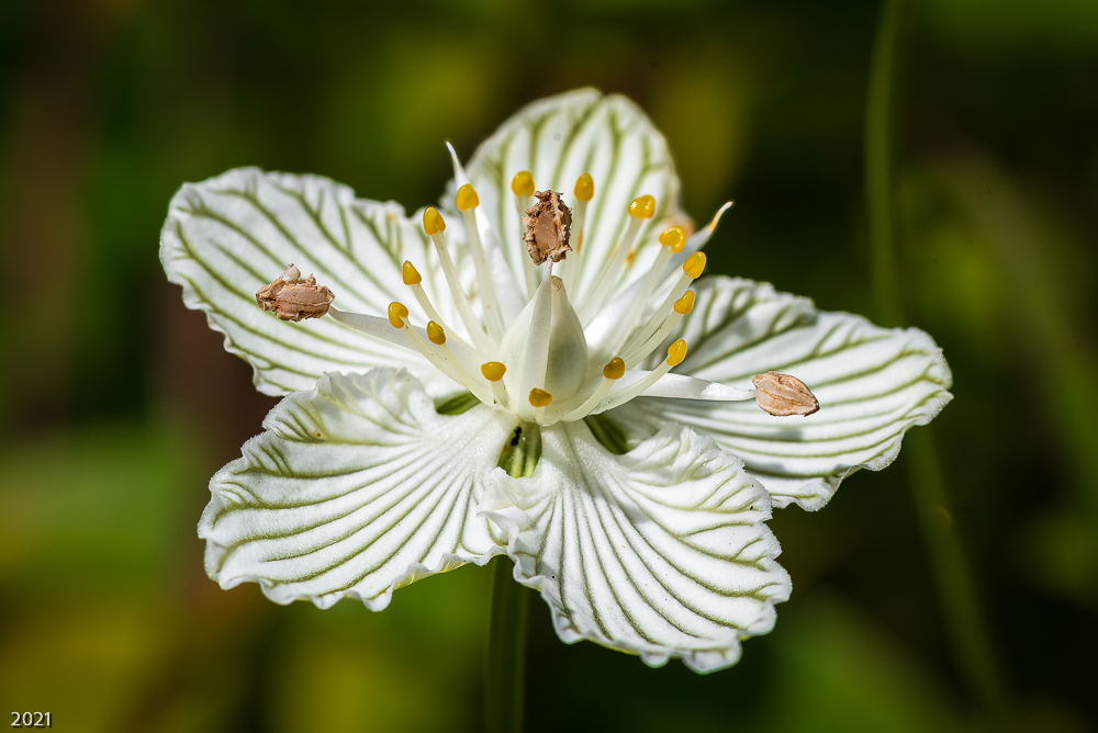 Grass of Parnassus