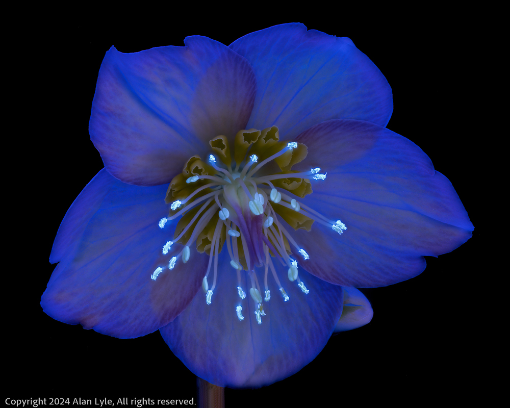 Ultraviolet Hellebore