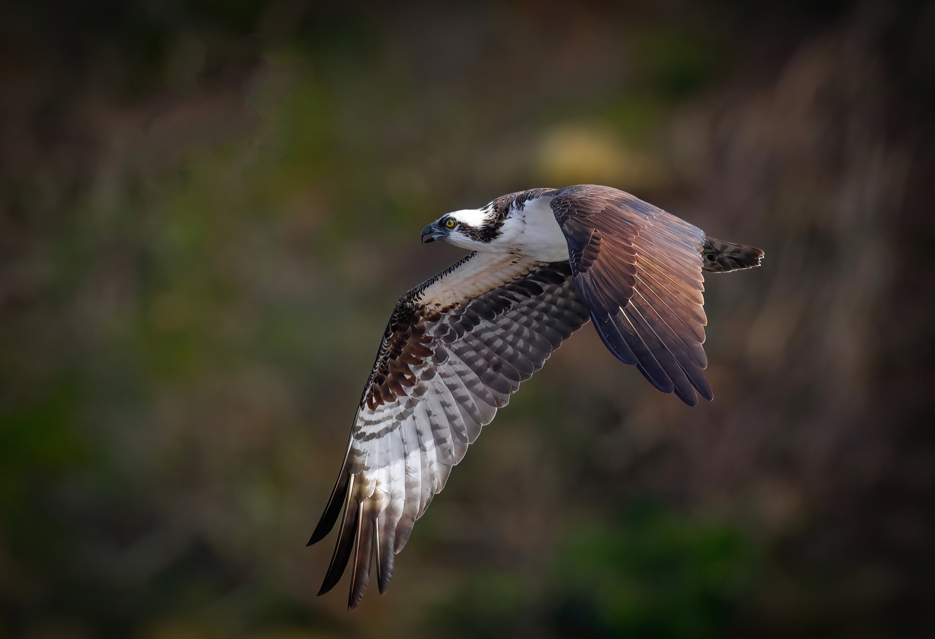 Osprey in Flight