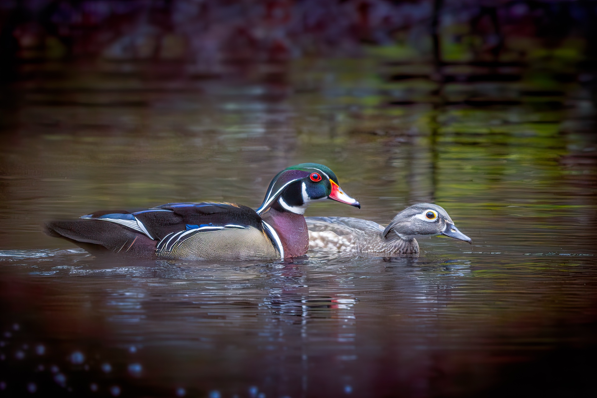 Swimming Wood Ducks