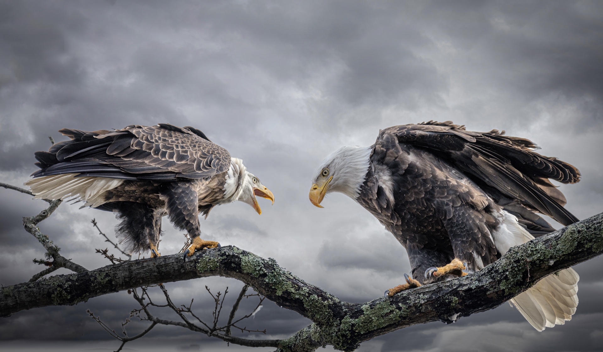 Chatting Eagles