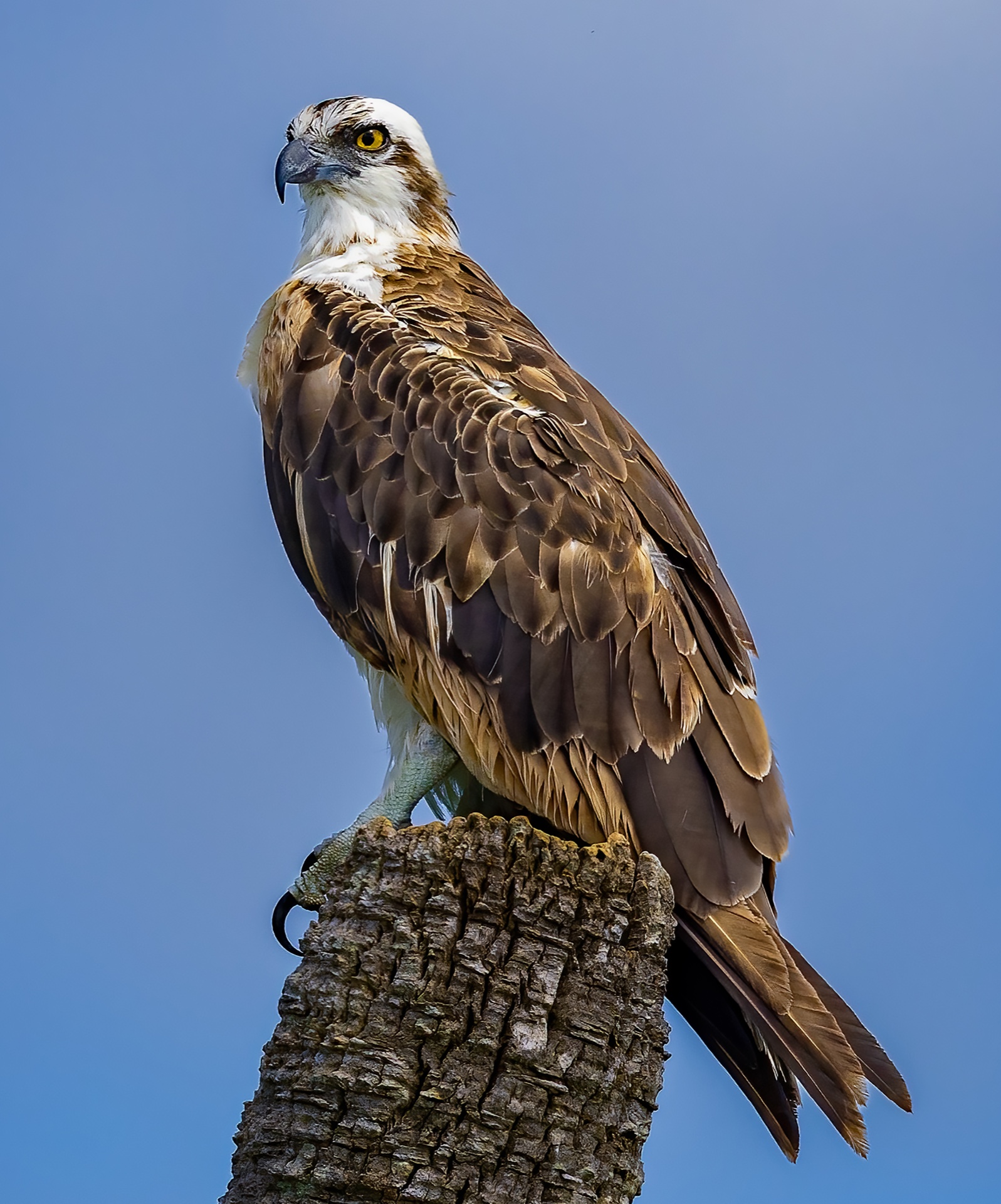 Posing Osprey