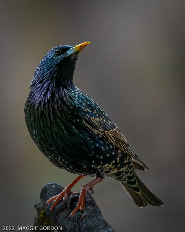 Rain Soaked Starling