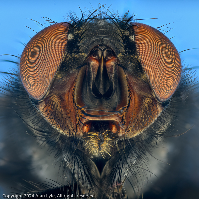 The Fly