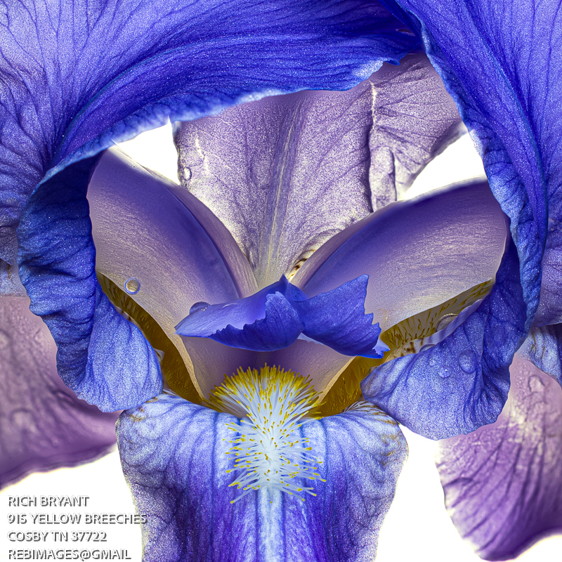 Inside The Bearded Iris