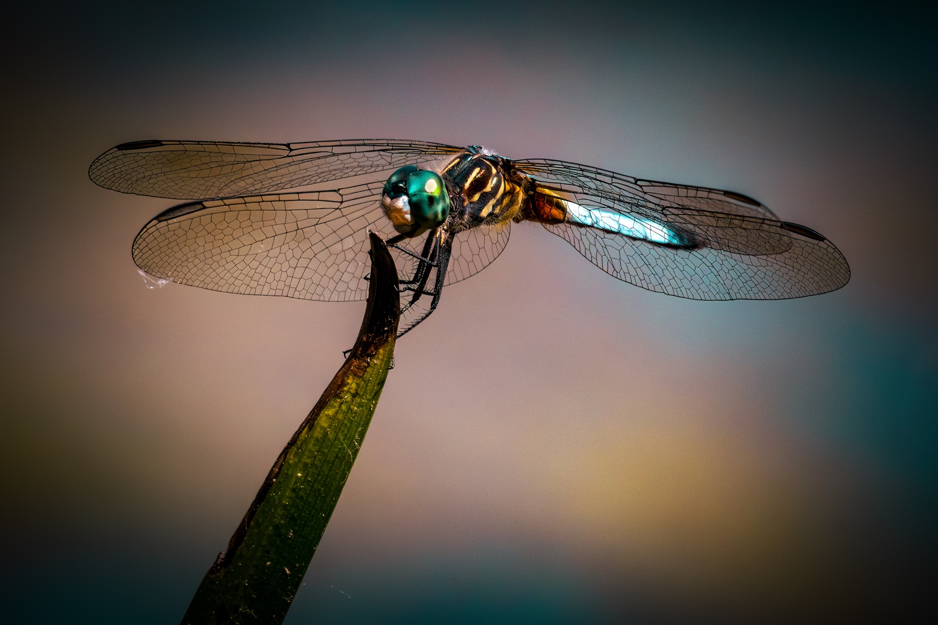 Dragonfly
