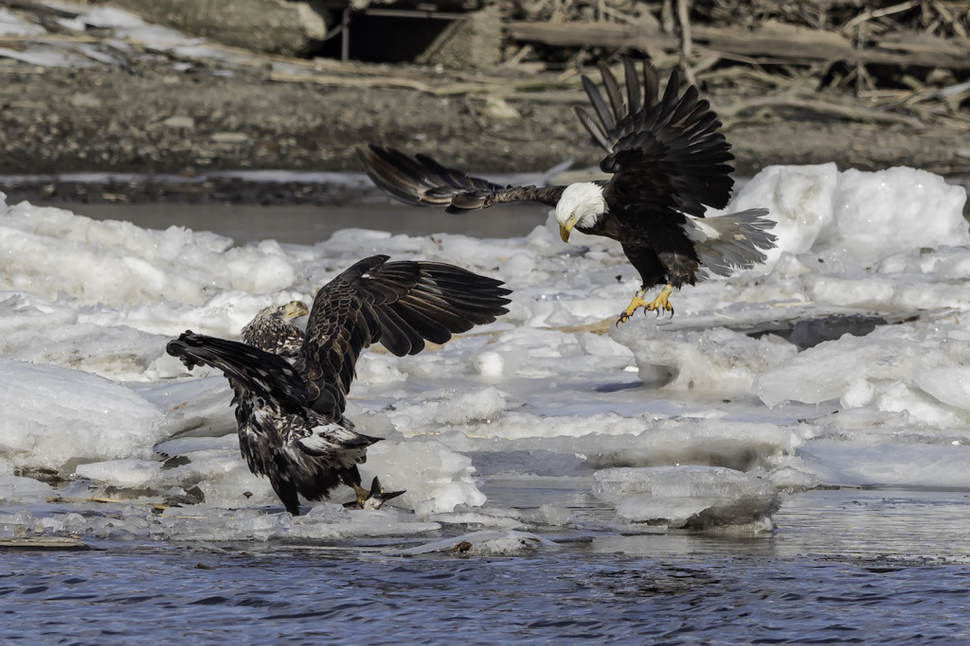Eagles with Fish