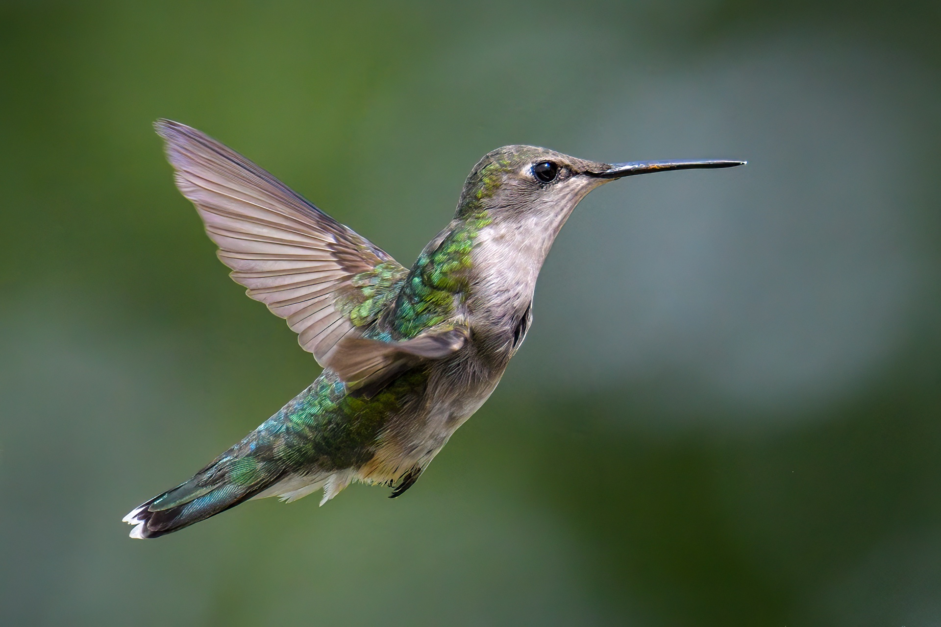 Female Hummer at 18000th