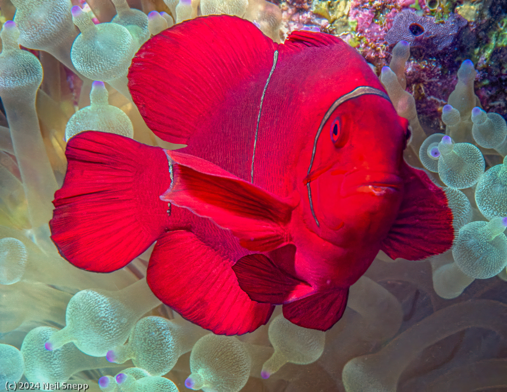 Spinecheek Anemone Fish