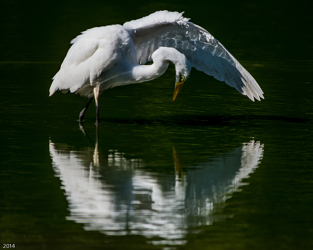 Egret Reflection