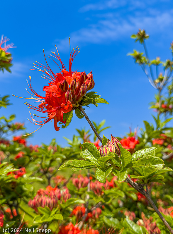 Azalea on Gregory Bald