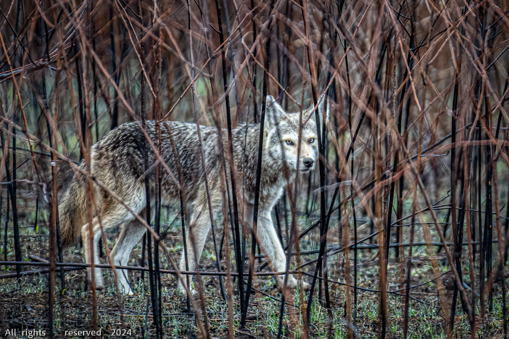 Coyote in the Brush