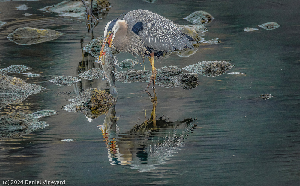 Reflecting my Catch