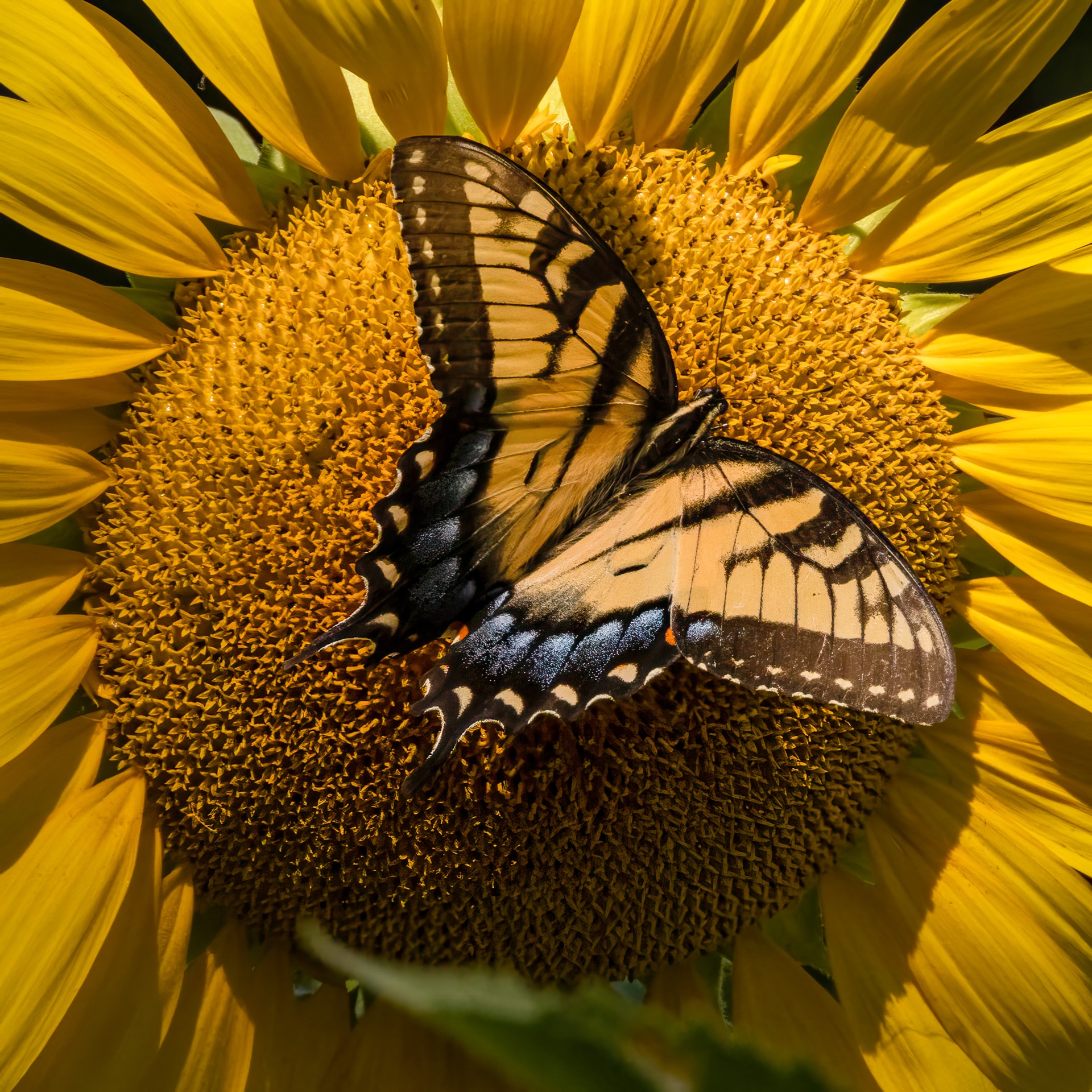 Tiger Swallow Tail