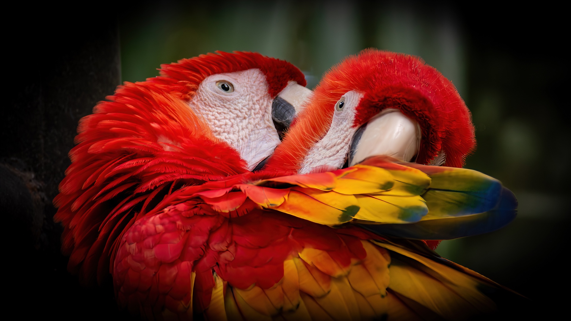 Scarlet Love Birds