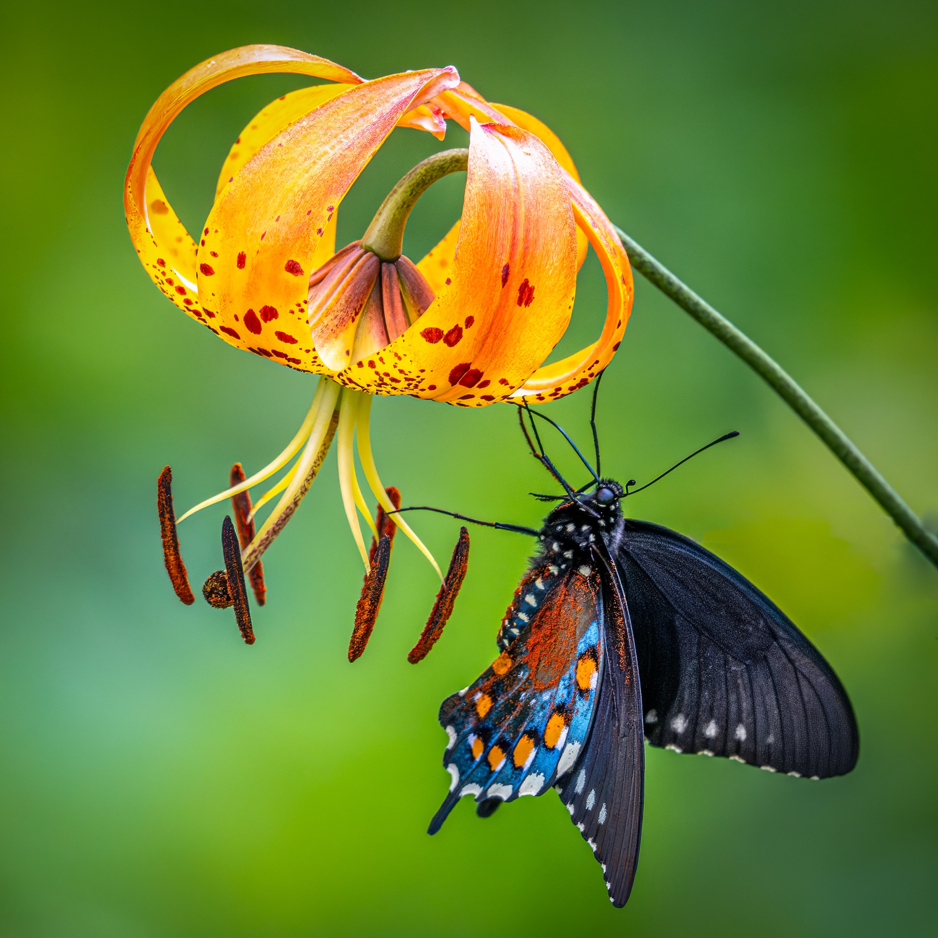 Pipevine Swallowtail on Turk Lily