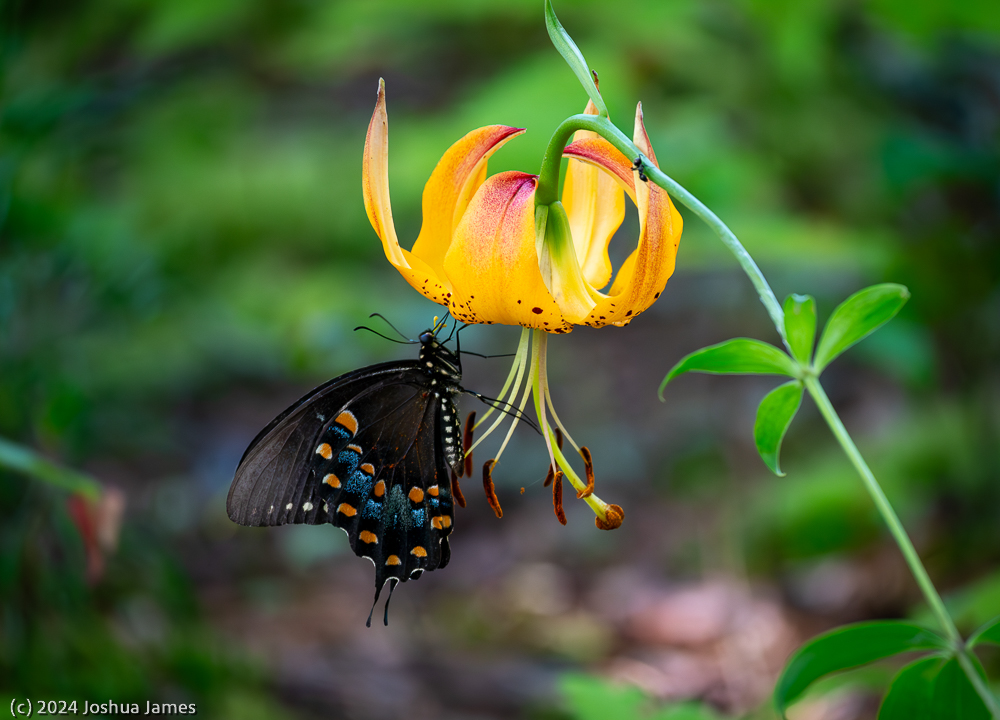 Caps Butterfly