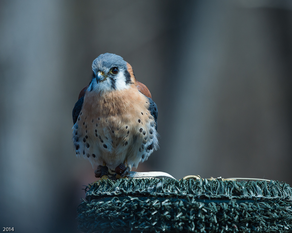 Kestrel