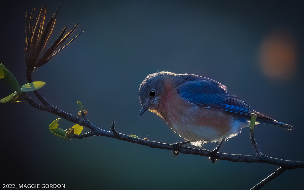 Rhapsody in Blue