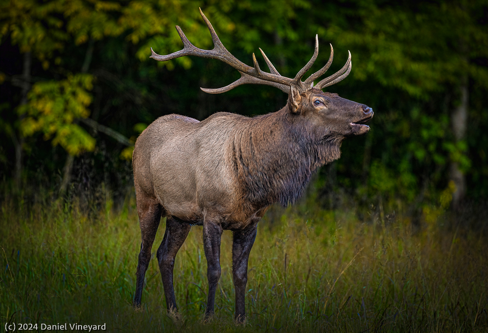 Bull Elk Calling Herd