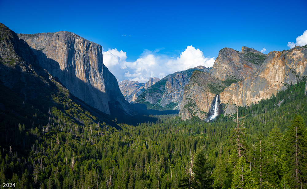 Majestic Vistas Lush Green Forest