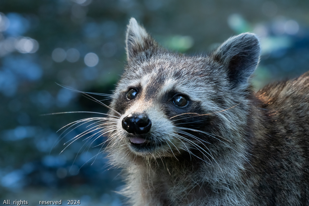 Little Racoon