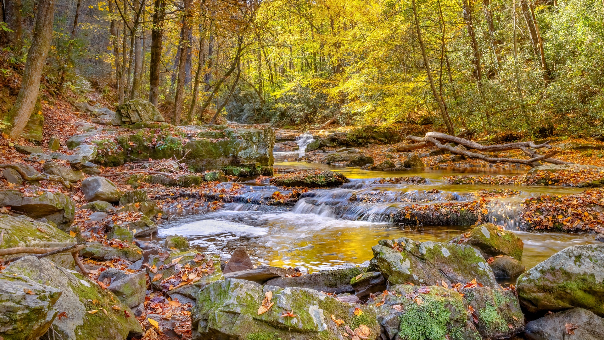 The beauty of Fall
