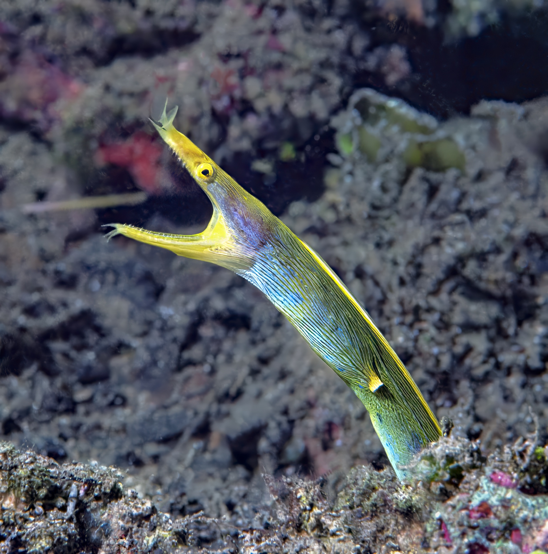 Ribbon Eel.tif