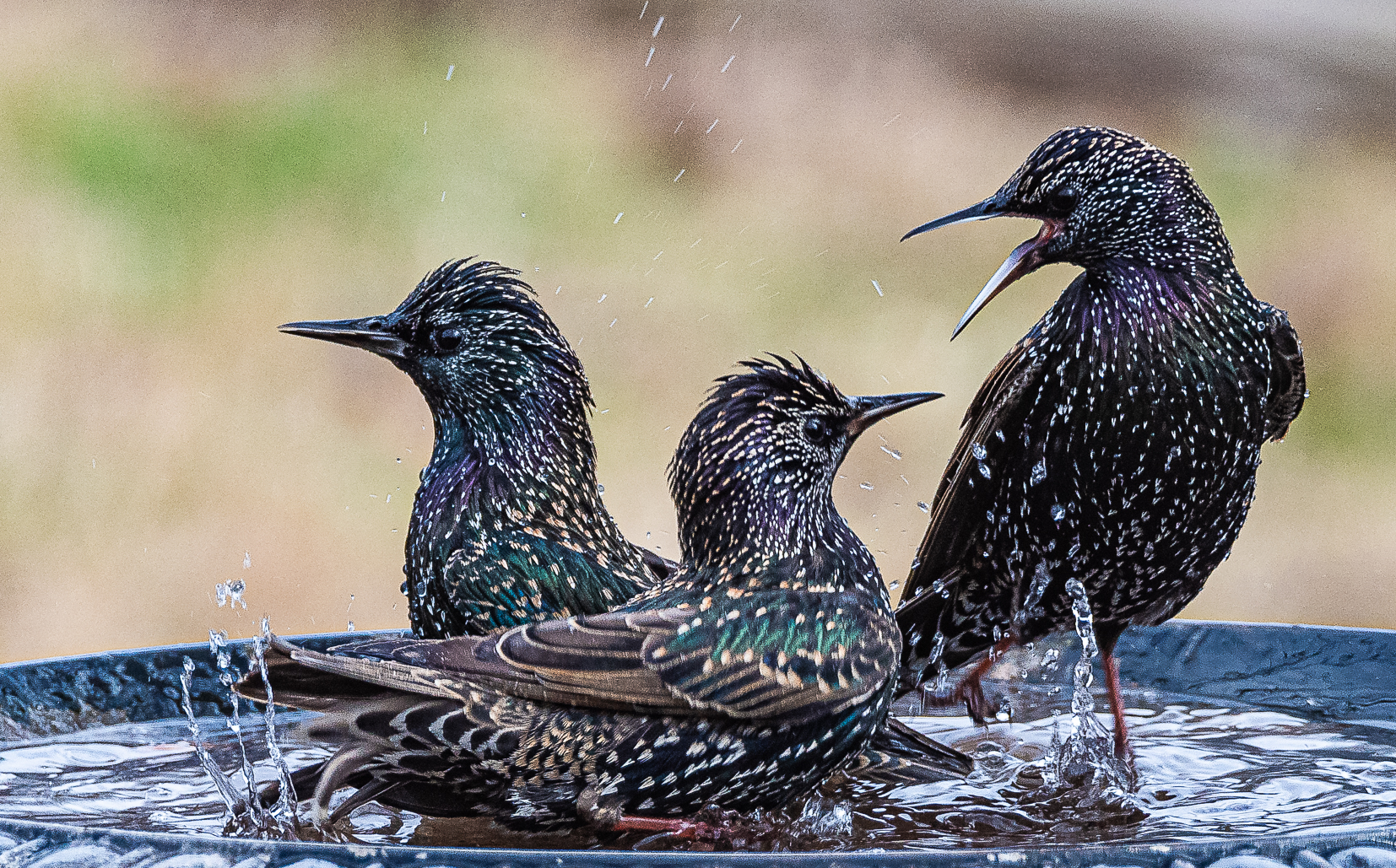 STARLING Bath Fight