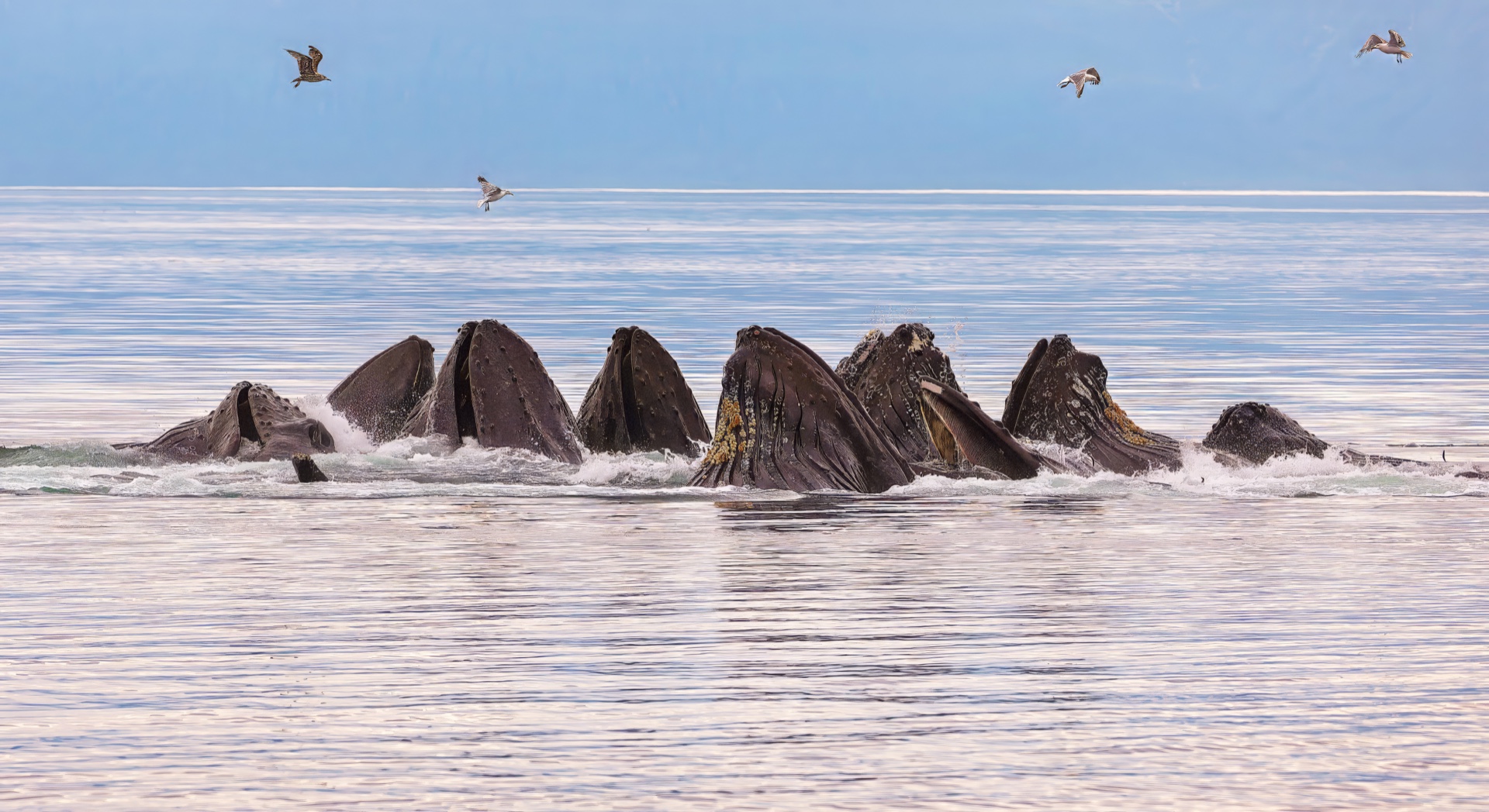 Whale Buffet