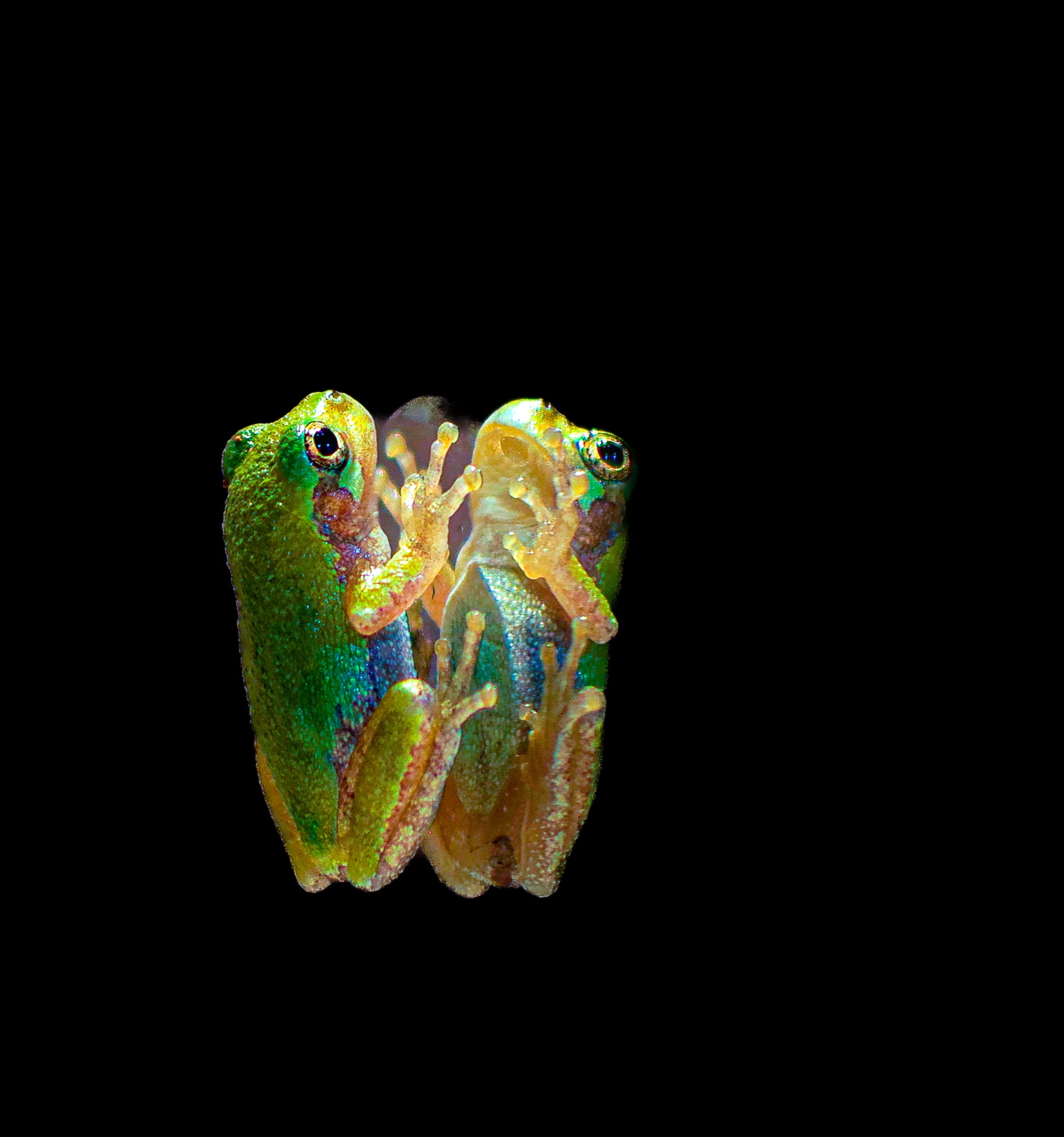 Colorful Visiting Frog