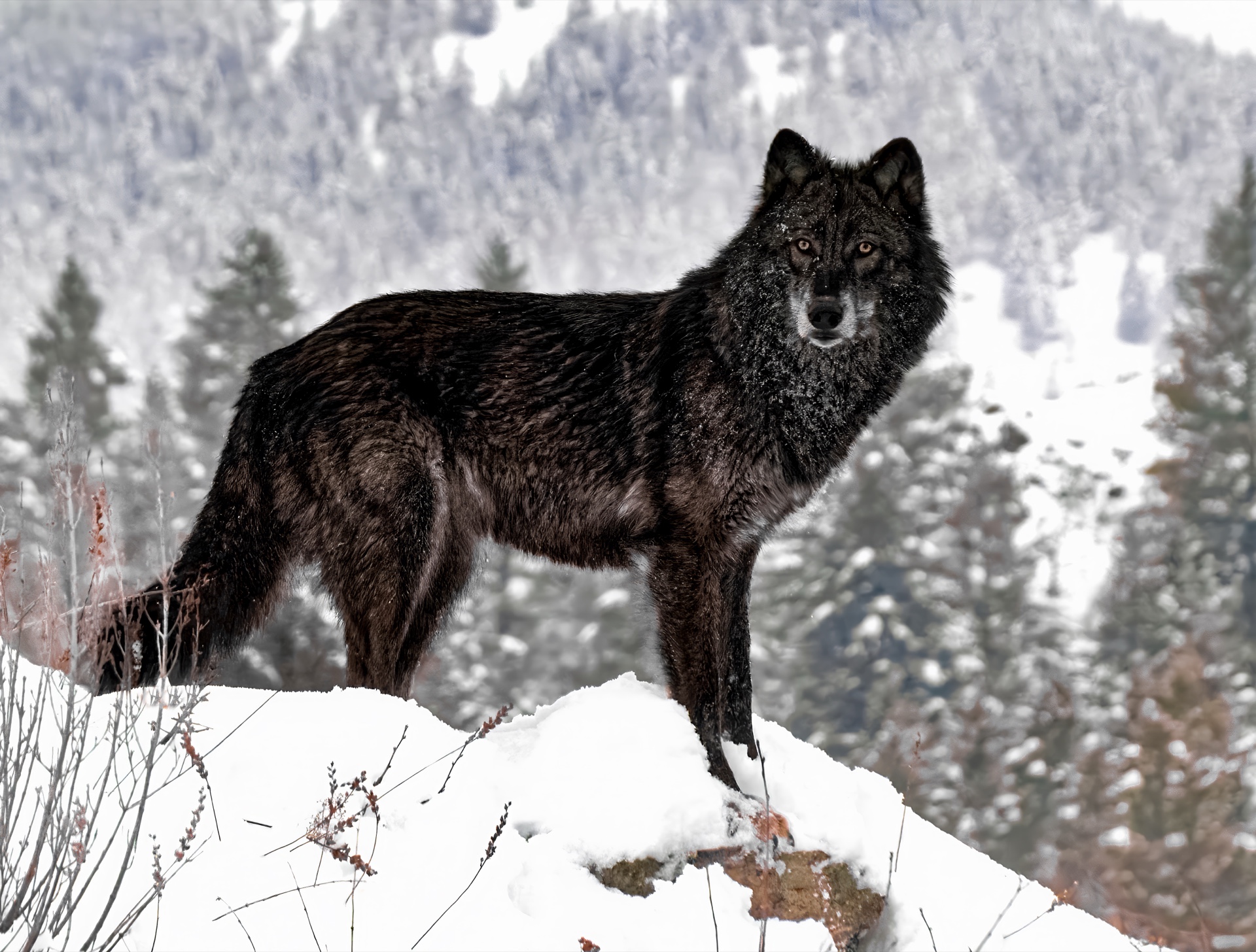 Timber Wolf
