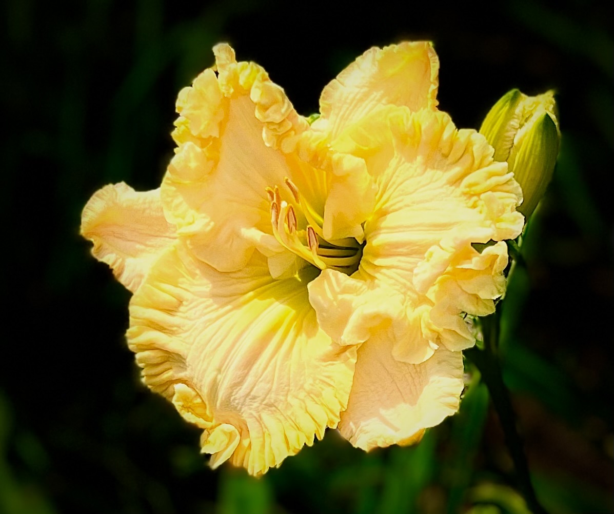Yellow Beauty