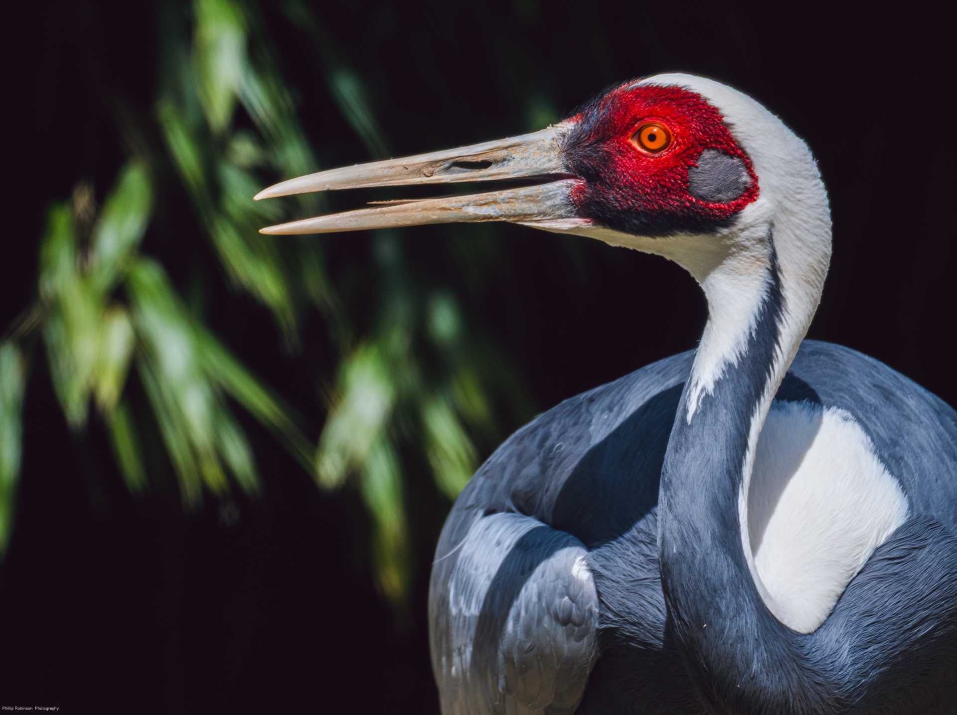 White Naped Crane