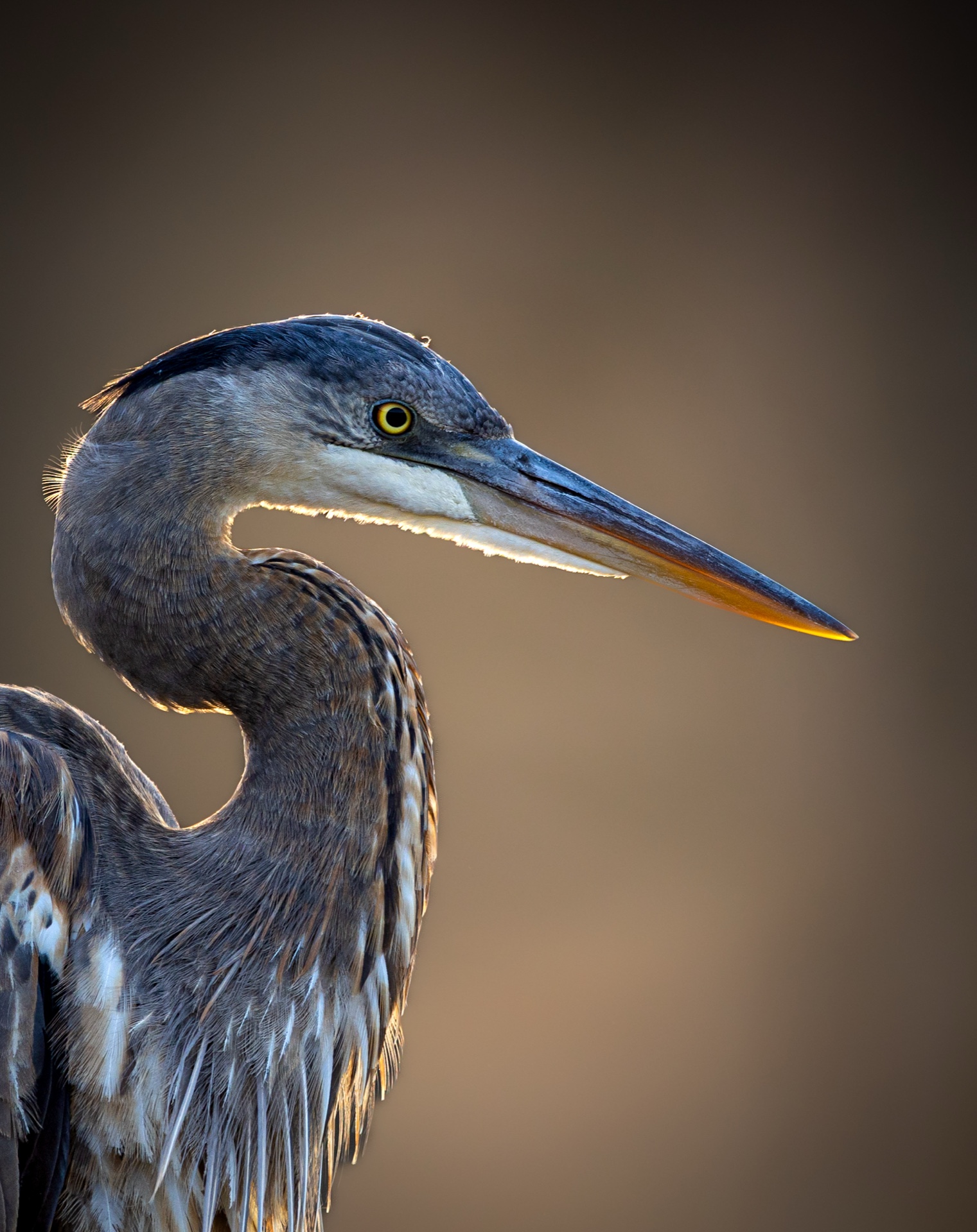 Majestic Glance