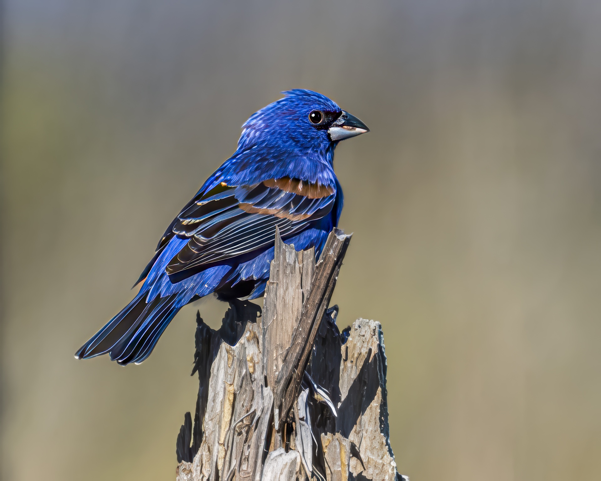 Blue Grosbeak on Perch