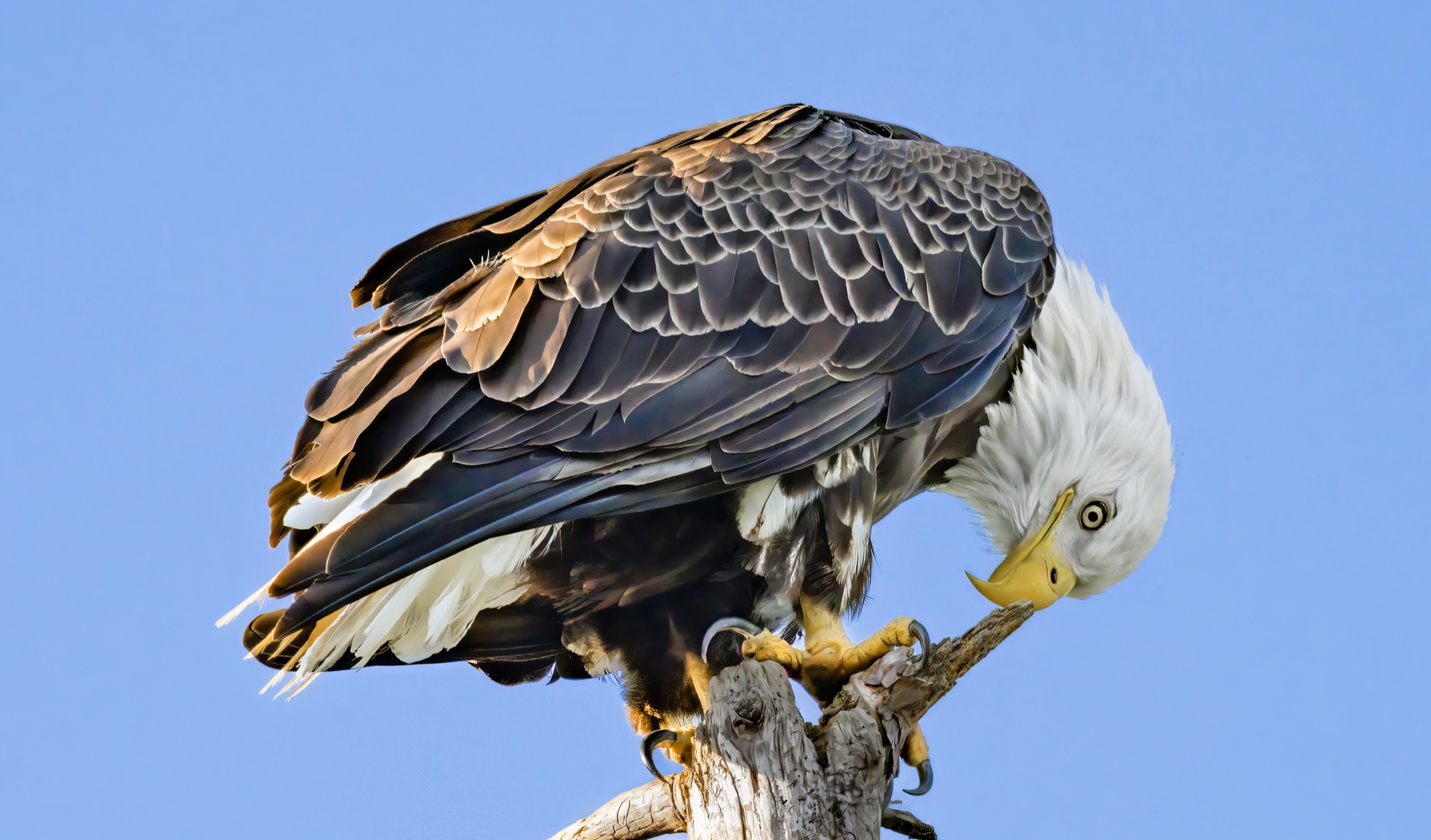 Shining up my Beak
