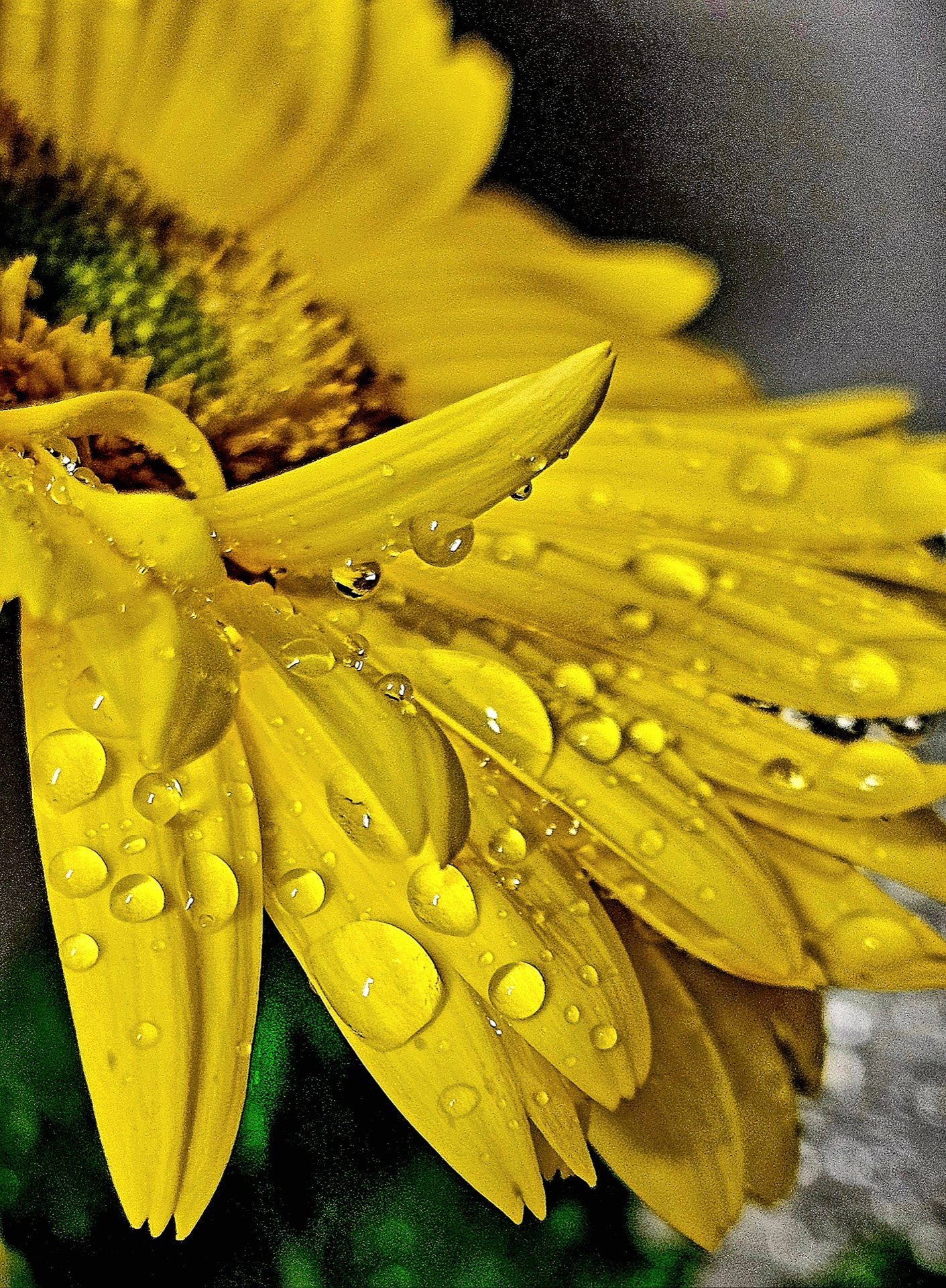 rain drop daisy