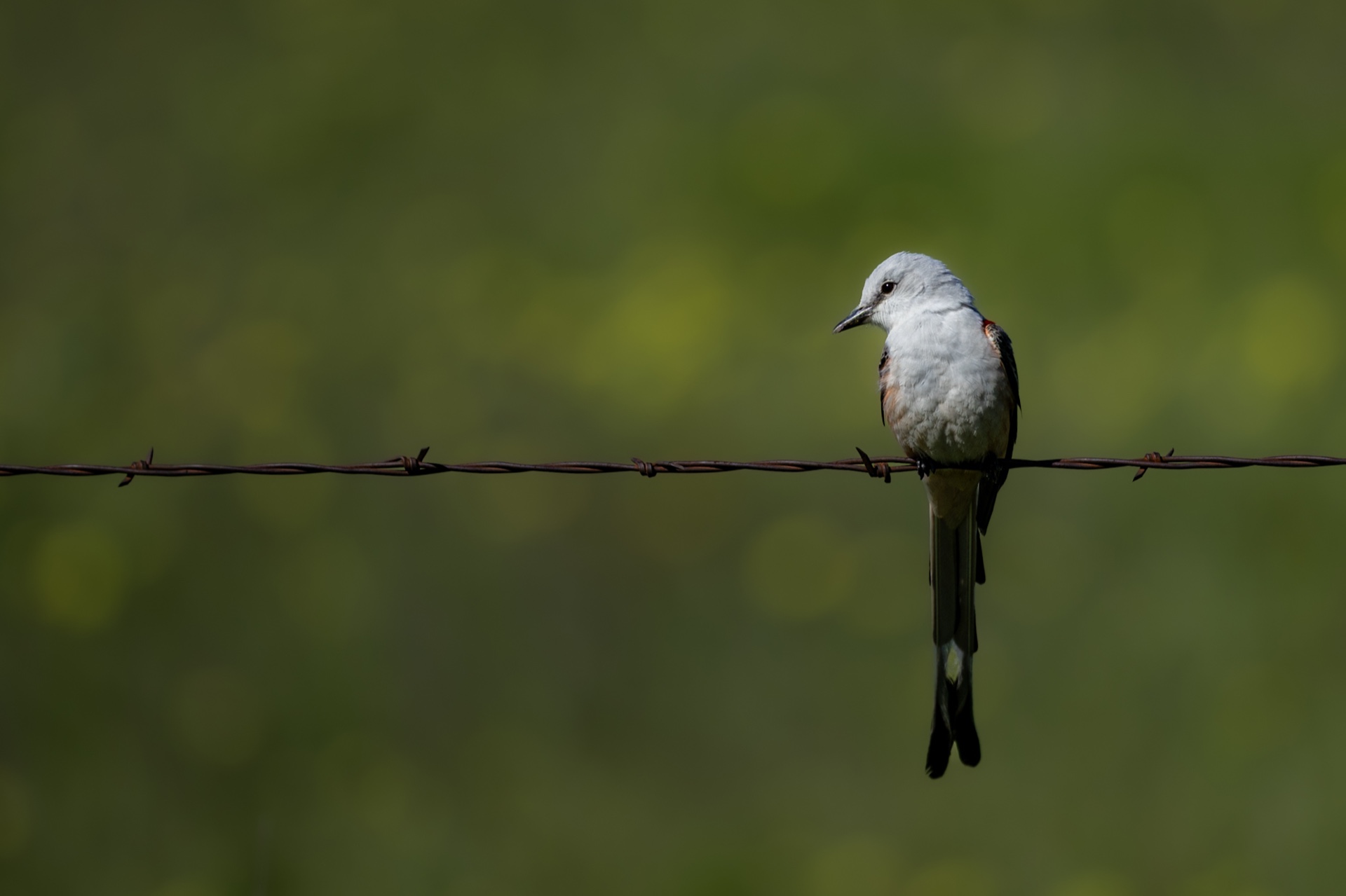 Sharp Scissortailed Flycatcher
