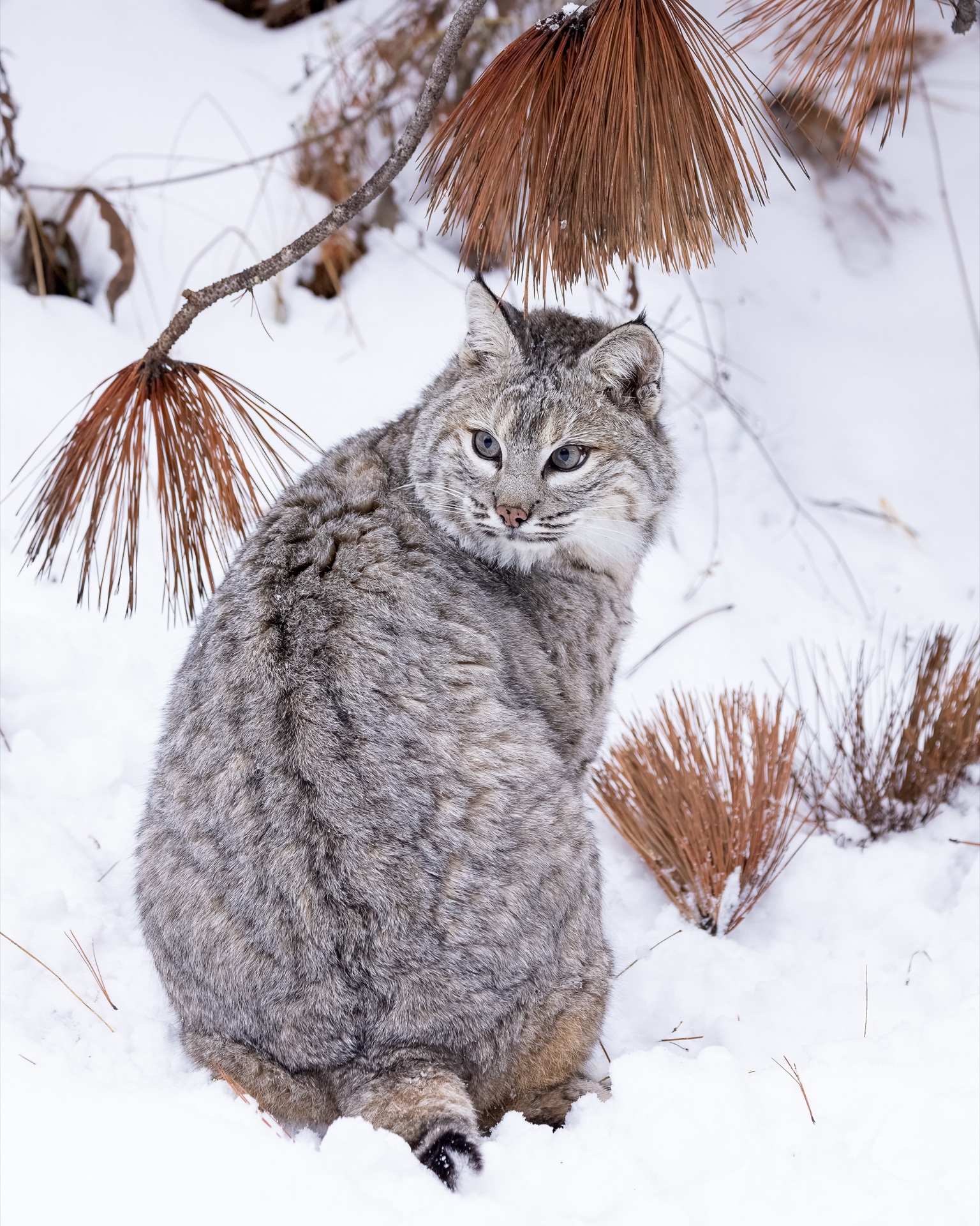 Montana Bobcat