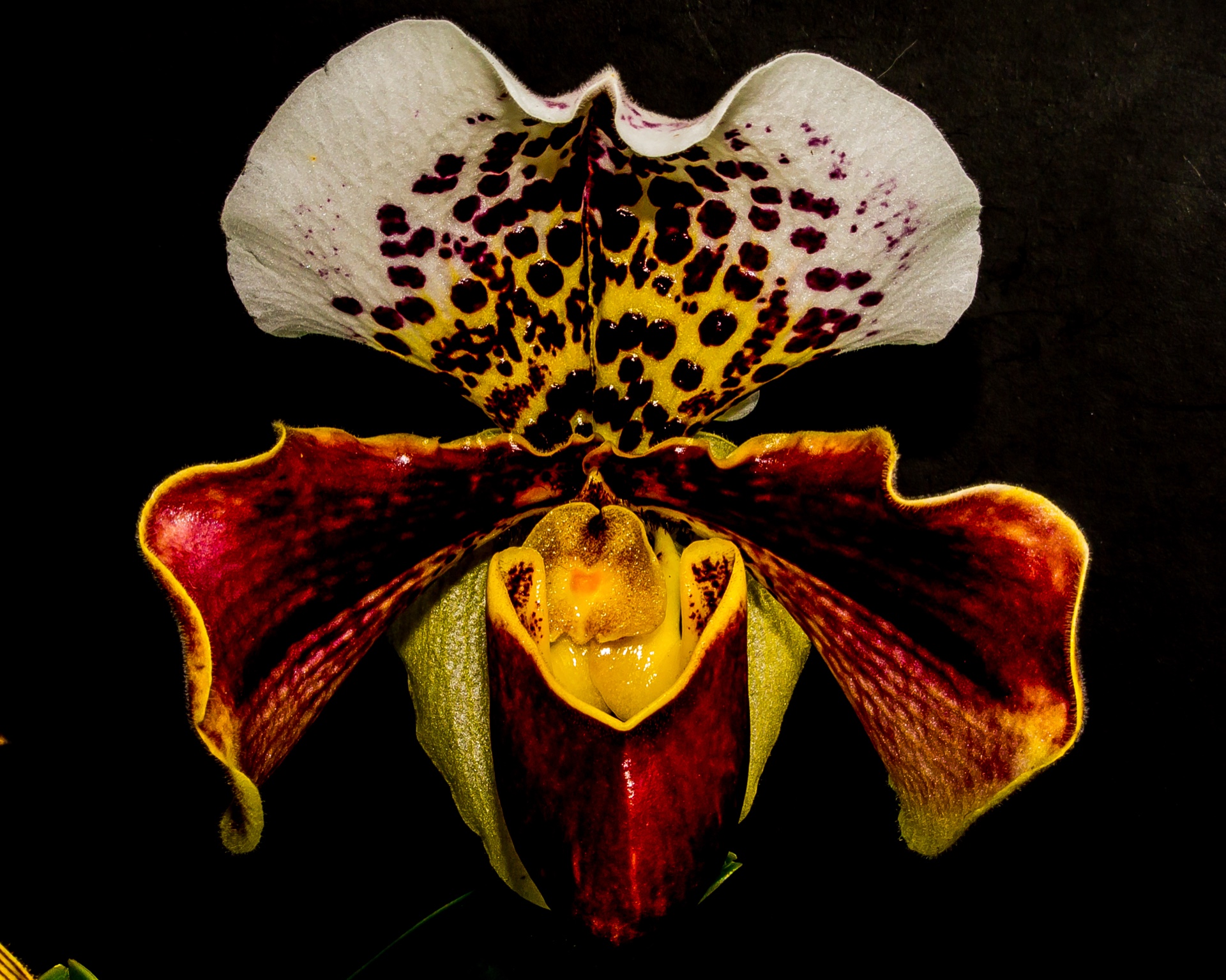 Orchid