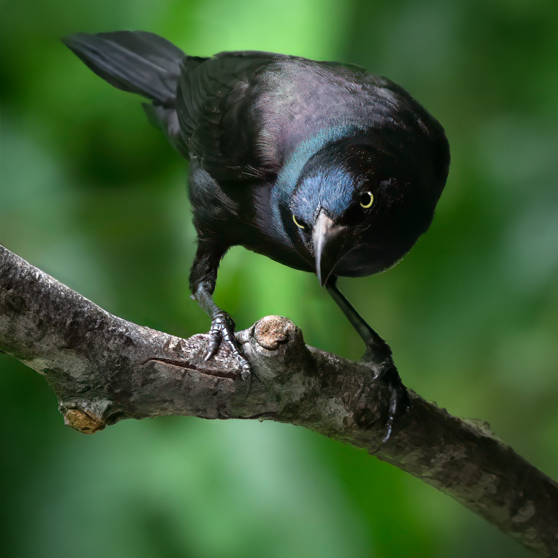 Angry Bird