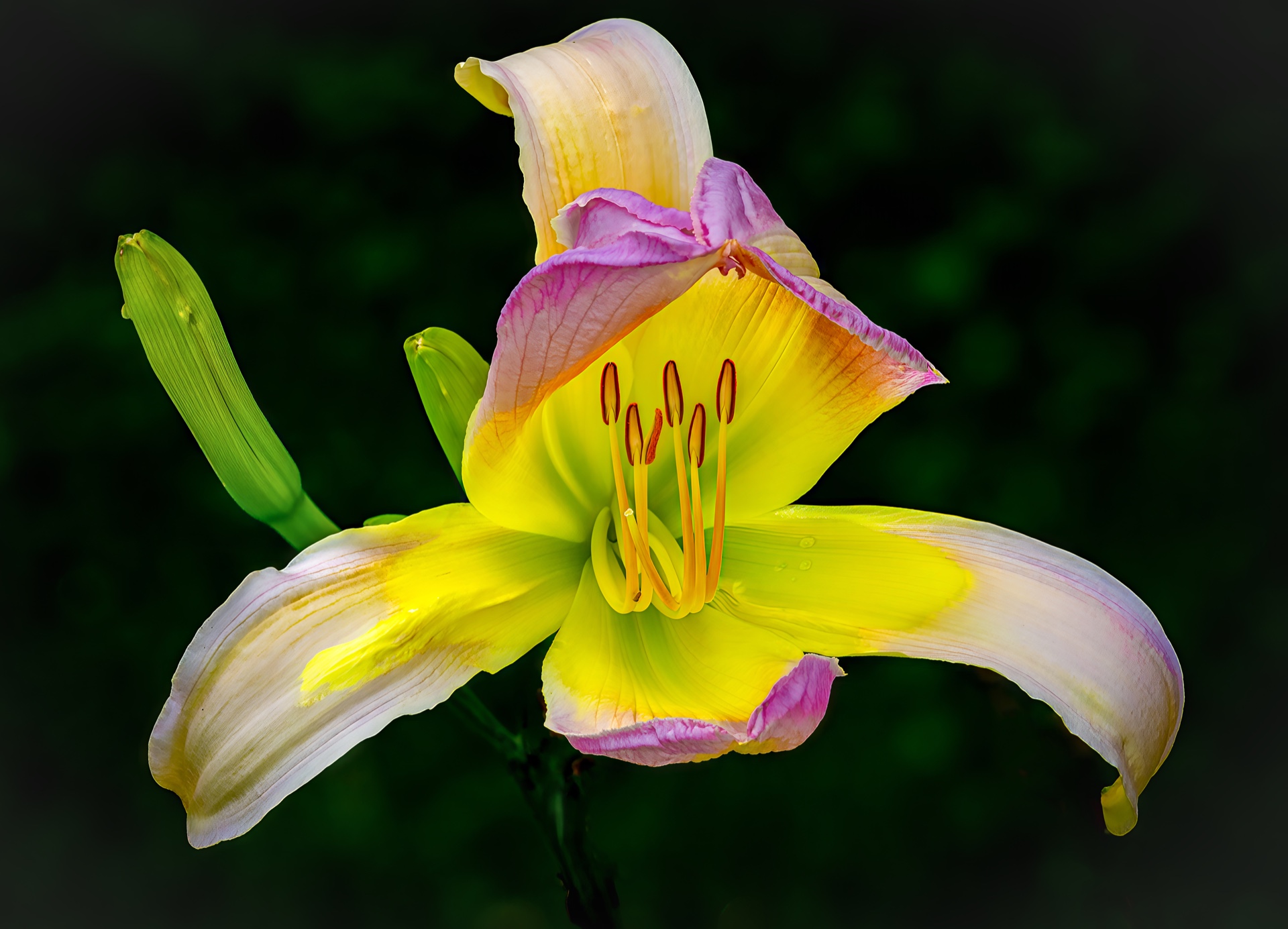 Daylily Full Bloomed copy