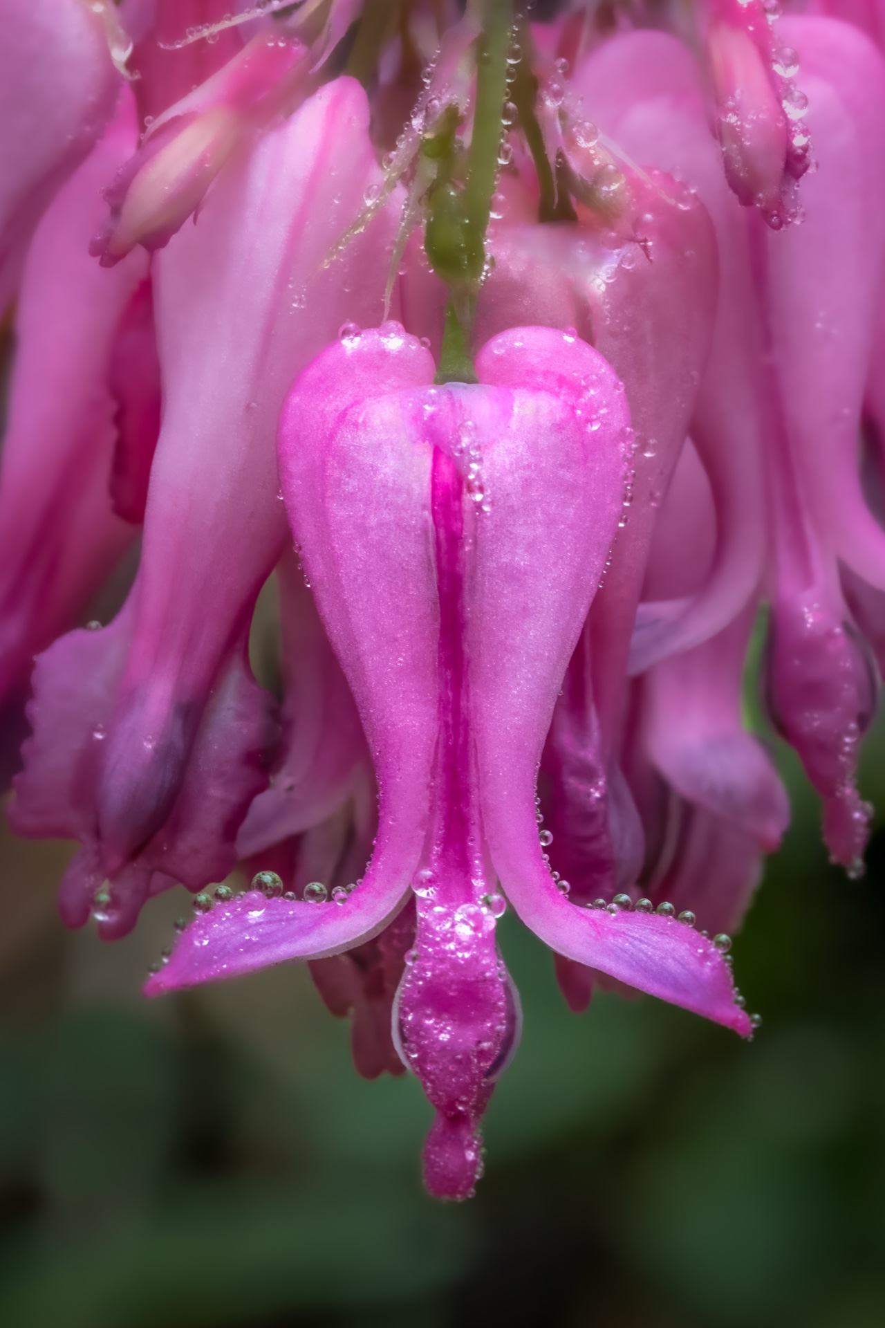 Wild Bleeding Heart