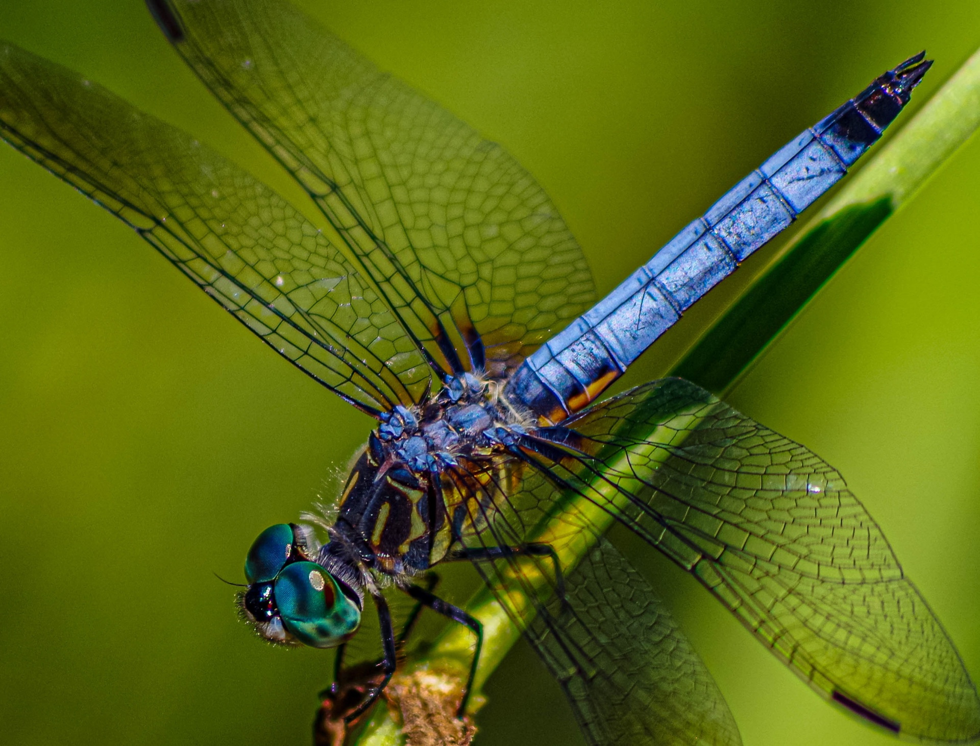 Big Blue Eyes