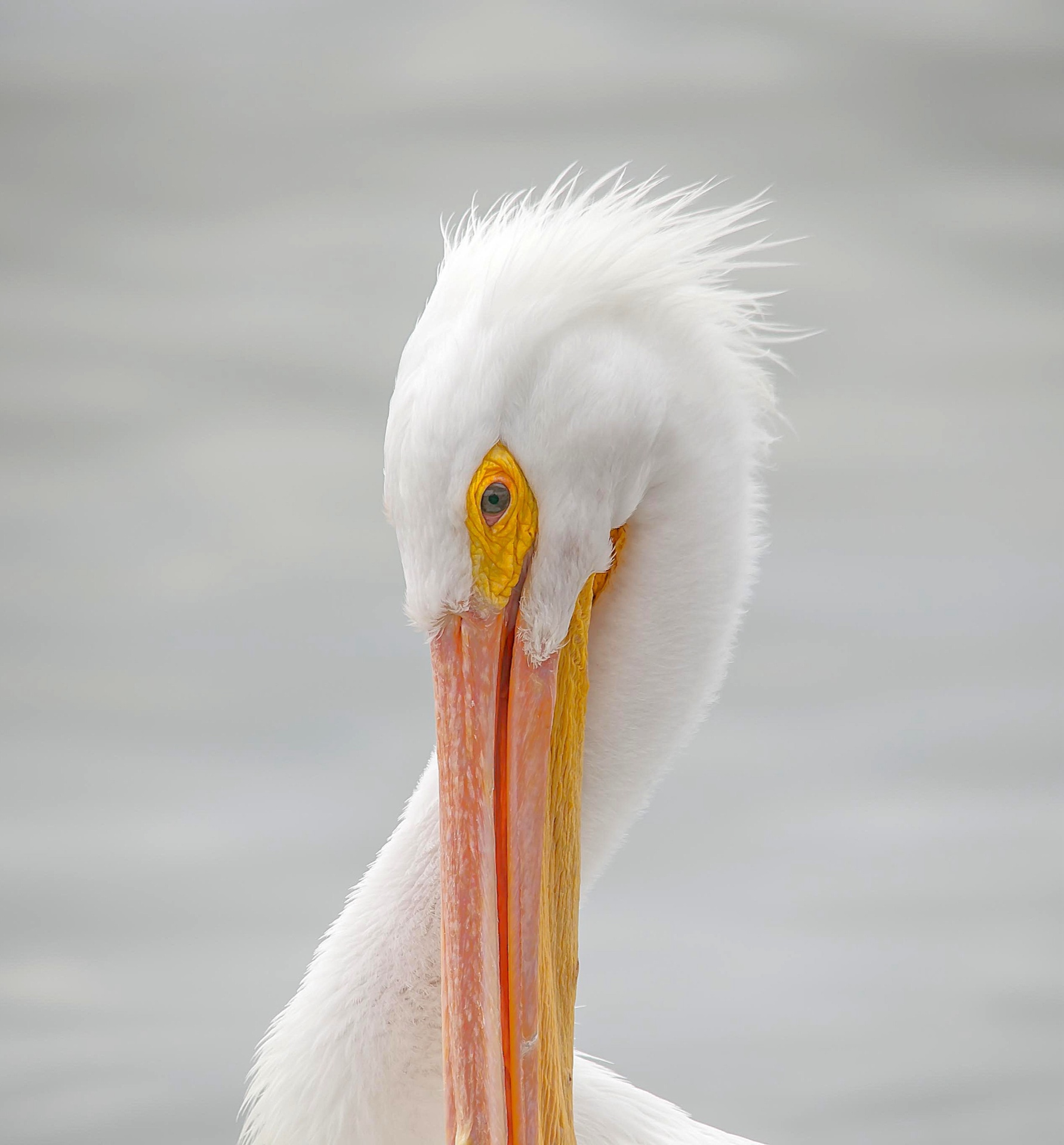 Pretty pelican